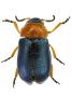 Chilotomina nigritarsis